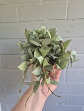 Hoya krohniana eskimo for sale  LONDON