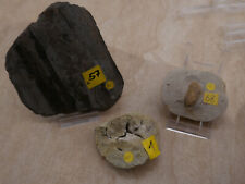 Steinhardter erbsen fossilien gebraucht kaufen  Bingen