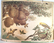Bild vogel riolus gebraucht kaufen  Grünhainichen