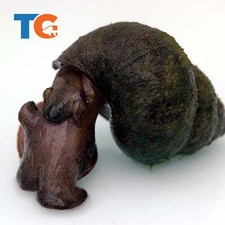 Trapdoor pond snail for sale  Martinsville