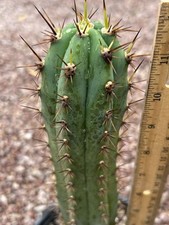 Icaros dna seed for sale  Tucson