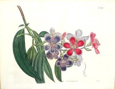 Antique botanical print for sale  SHREWSBURY