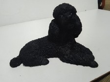 Castagna black poodle for sale Castagna black poodle for sale  SHREWSBURY