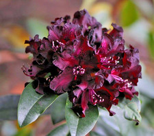 Rhododendron black widow for sale  NORTHWICH