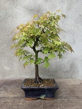 Bonsai acero palmato usato  Vanzaghello