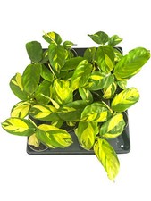 Ctenanthe pilosa golden for sale  HEREFORD