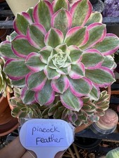 Aeonium peacock feather d'occasion  Montpellier-
