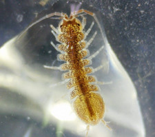 Aquatic aquarium isopods for sale  Canton