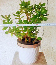Crassula vata geldbaum gebraucht kaufen  Bad Abbach