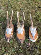 Used roe deer for sale  UK