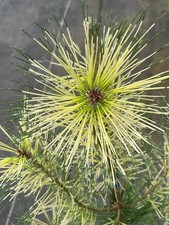 Pinus densiflora pope for sale  Mount Pleasant