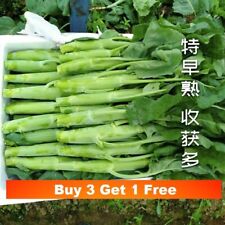 160x chinese broccoli for sale  LANCASTER