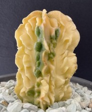 Rare cactus panaché d'occasion  Aire-sur-l'Adour
