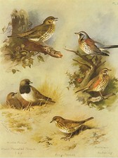 Redwing fieldfare song for sale  DEREHAM