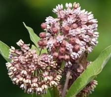 100 common milkweed for sale  South Hill