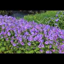 Geranium magnificum anemoniflo gebraucht kaufen  Deutschland