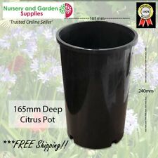 Pote de citrinos 165mm DEEP - PK de 12. Avos, Maca, Citrus, Cycad, Native, Rose comprar usado  Enviando para Brazil