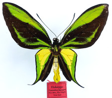 ornithoptera usato ornithoptera usato Spedire a Italy