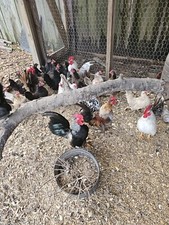 Serama chicken hatching for sale  Lumberton