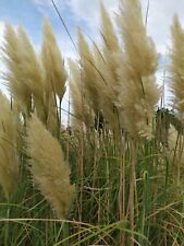 Erba delle pampas usato  Manduria