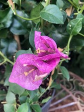 Bougainvillea pink drillingsbl gebraucht kaufen  Miltenberg