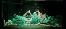 Aquarium 120 schrank gebraucht kaufen  Hamm