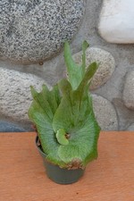Rare platycerium wandae for sale  Roseburg