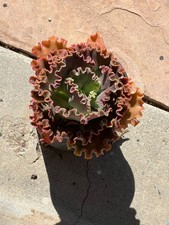 Echeveria helix gallon for sale  Canoga Park