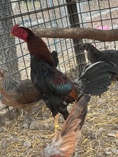 Sale assorted large for sale  Strasburg