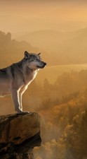 Lupo cecoslovacco wolf usato  Stignano