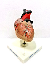 Modèle anatomique coeur d'occasion  Gémenos