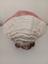 3525 large clam for sale  ROCHFORD