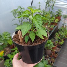 Bhut jolokia red for sale  CARDIFF