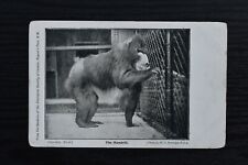 Vintage postcard mandrill for sale  REDCAR