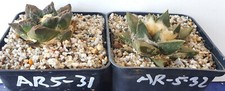 Ariocarpus wn roots gebraucht kaufen  Alzenau