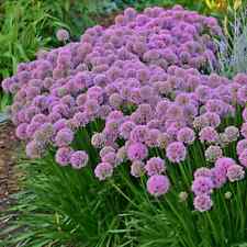 Allium millennium lavender for sale  WALLINGFORD