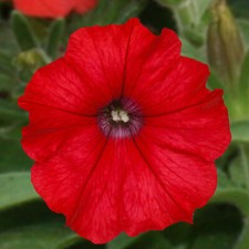 Petunia surfinia deep for sale  GLASGOW