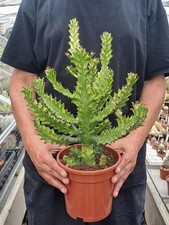 Euphorbia trigona variegata usato  Casatenovo