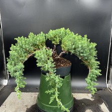 Juniper bonsai tree for sale  HULL