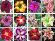 Semi rosa del usato  Trappeto