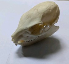Rock hyrax skull. for sale  LEIGH-ON-SEA
