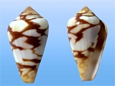 Conidae conus mercator usato  Roma