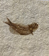 Fossil fish shale for sale  Monterey
