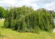 Weeping birch 1000 for sale  Lynnwood