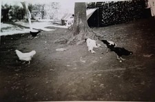 Annaberg buchholz huhn gebraucht kaufen Annaberg buchholz huhn gebraucht kaufen  Schönebeck (Elbe)