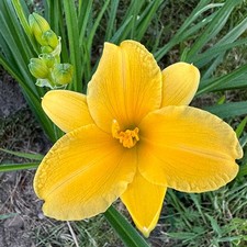 Liliowiec  STELLA DE ORO poj. 2L na sprzedaż  PL