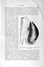 Old antique print for sale  UK