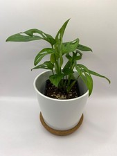 Monstera adansonii 7cm for sale  SHEFFIELD