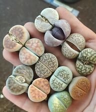 Different species single for sale  BIRMINGHAM