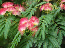 One albizia julibrissin for sale  Lexington